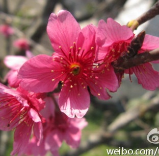 SAKURA