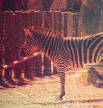 J{|ə_